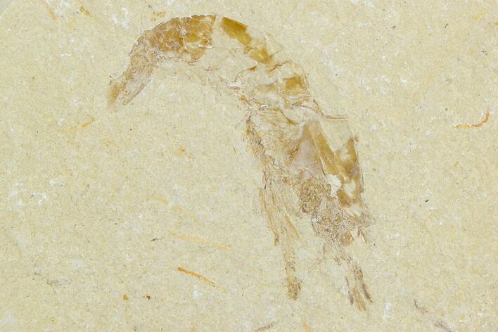 Cretaceous Fossil Shrimp - Lebanon #123895